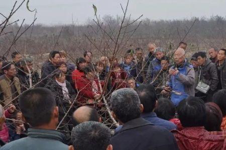 红桃k怎样剪枝