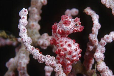 海马是脊椎动物还是无脊椎动物