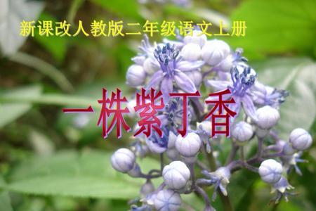 什么的丁香花填空三年级上册