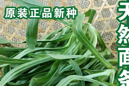 露天面条菜种植技术