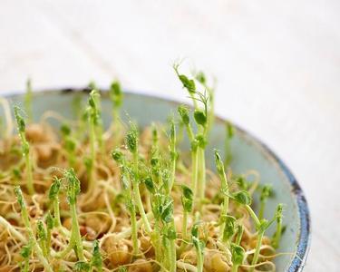 笨豆芽和黄豆芽区别