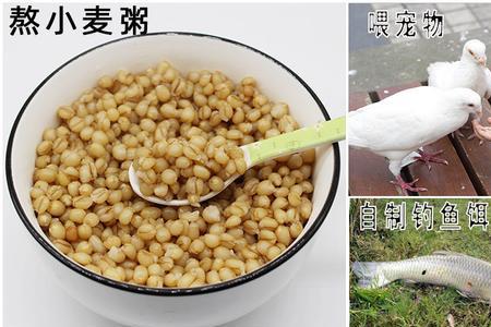 半斤小麦泡鱼饵用多少酒