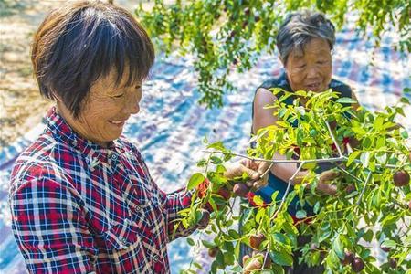 摘小枣顺口溜