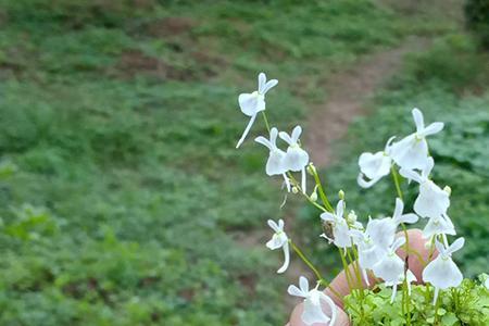 小白兔狸藻什么时候开花