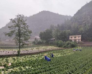 湖北最便宜蔬菜批发基地