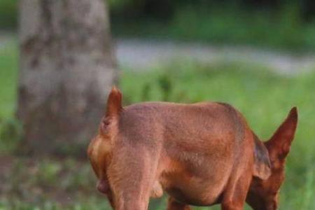 小鹿犬多重为标准