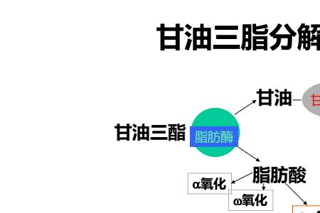 w-6系列脂肪酸包括