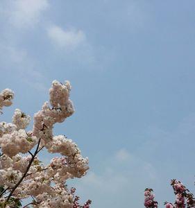 浮山樱花园最佳时间