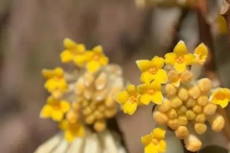 结香花冬天会冻死吗