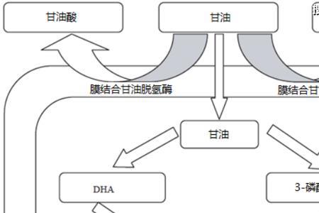 三磷酸甘油的来源