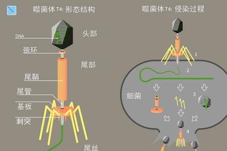 原核生物DNA都是环状的吗