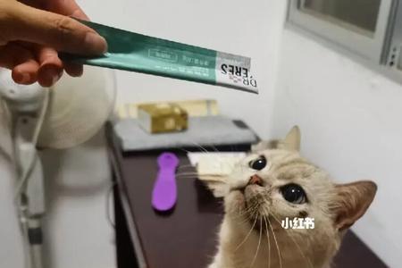 宠物猫在学校走丢了怎么办