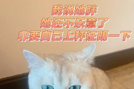 猫咪怀孕体重会增加多少正常