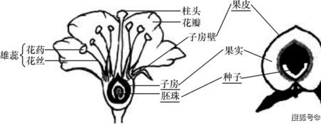 苹果种子结构