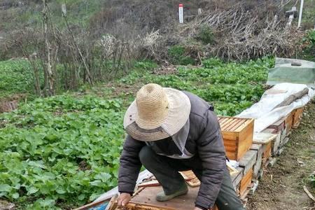 意蜂春繁如何用封盖蜜脾喂蜂