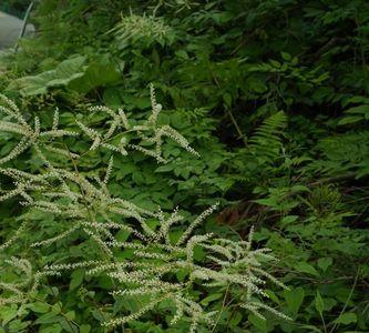 植物麻的种类及其读音