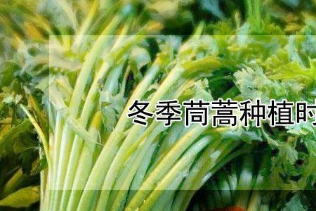 辽宁地区茼蒿种植时间