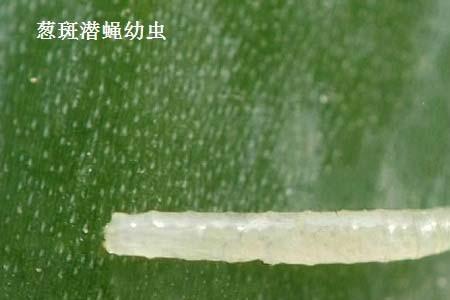 速克毙对潜叶蝇有效果么