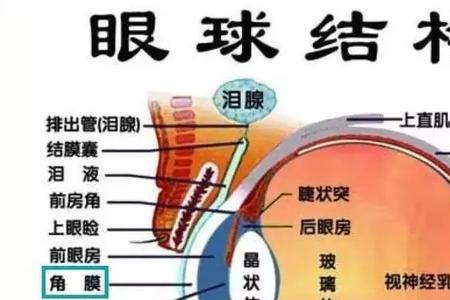 眼睛的结构图解大全