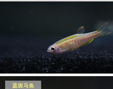 斑马鱼吃油膜吗