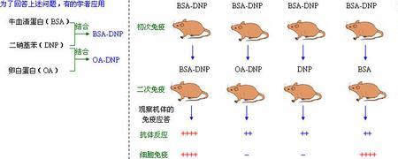 半抗原载体效应原理