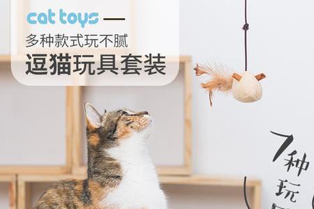 幼猫什么时候可以玩逗猫棒