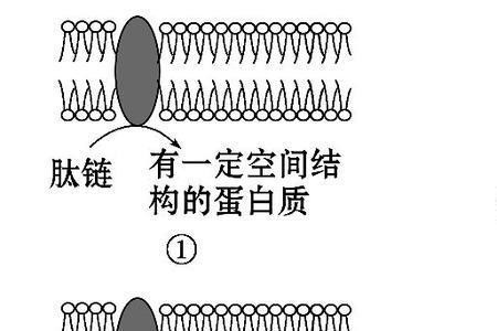 类囊体膜是否属于生物膜系统