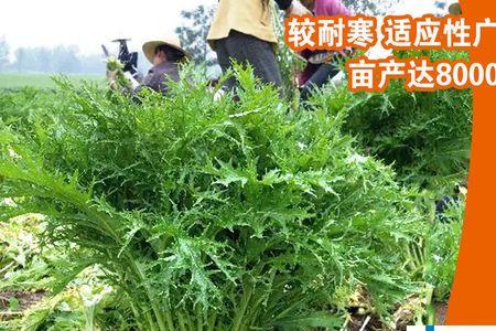 雪里红细叶和粗叶哪个好