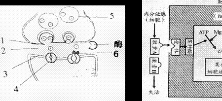 细胞间直接信息传递有哪些