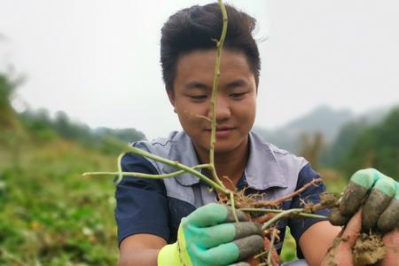 四川南充红薯收获时间