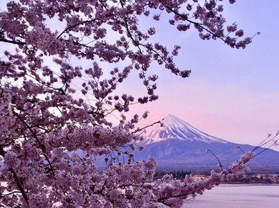 富士山樱花什么时候凋谢