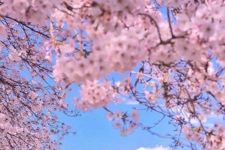 富士山樱花多少字