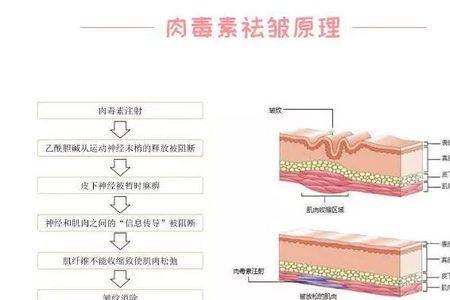 人的下皮层都有什么