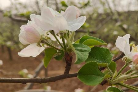 苹果花像什么