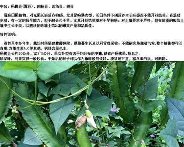 四棱豆要剪侧枝吗