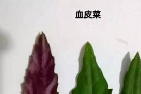 血皮菜种植时间和方法