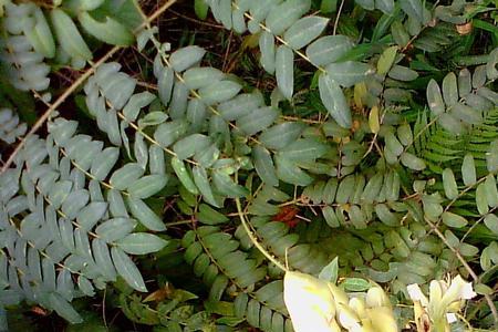 节节刺的植物叫什么