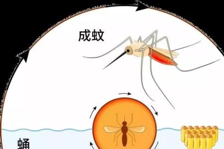 怎样让蚊子幼虫快速繁殖