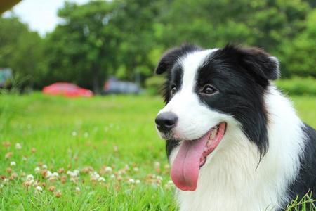 边境牧羊犬和萨摩耶哪个好养