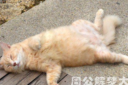 死猫对活猫有什么影响