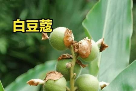 白豆蔻一年收获几次