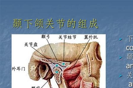 上颚下颌读音