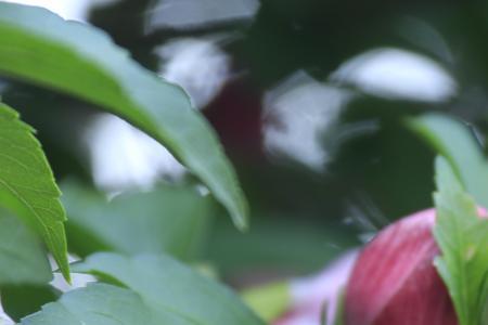 六月的阵雨带来了什么花