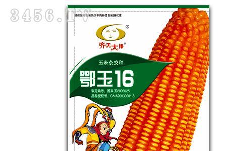 中江玉99玉米种好吗