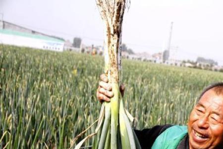 山东秋季大葱种植面积大吗