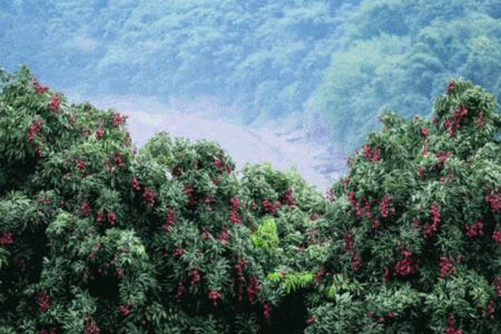 四川省适合什么季节种荔枝