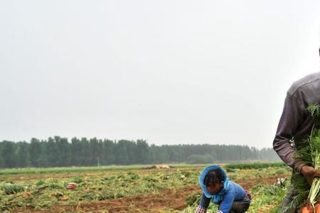 6月下旬种红萝卜几天出苗