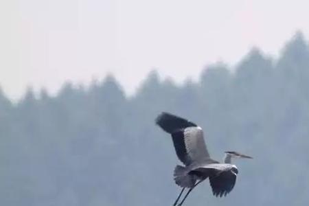 鸟兽鱼鳖咸若什么意思