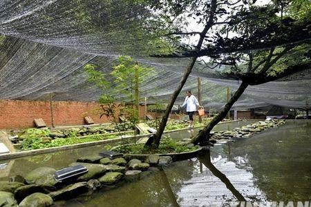 风景区旁边可以养石蛙吗