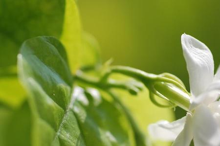 一斤茉莉花大概有多少朵